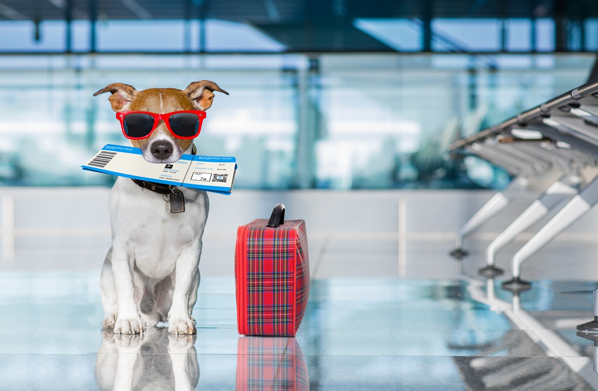 Voyager en avion avec son animal de compagnie les règles