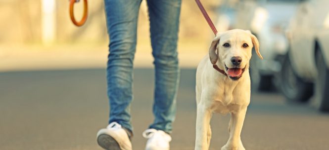 vivre à Toulouse avec son chien